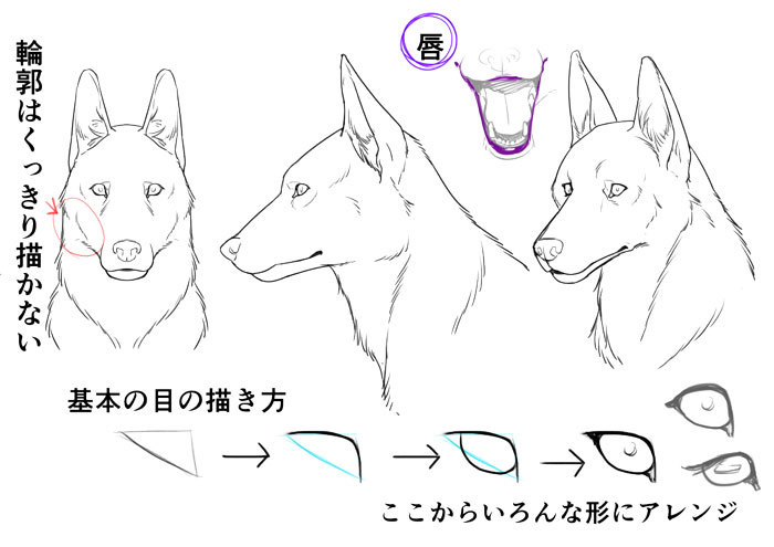 犬の目の描き方