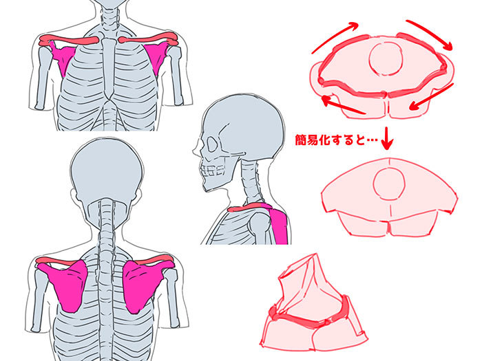 骨格と筋肉をチェック 胴体を描く６つのポイント いちあっぷ