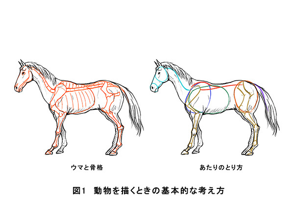 ウマを描いて実践 動物の描き方の基礎 いちあっぷ