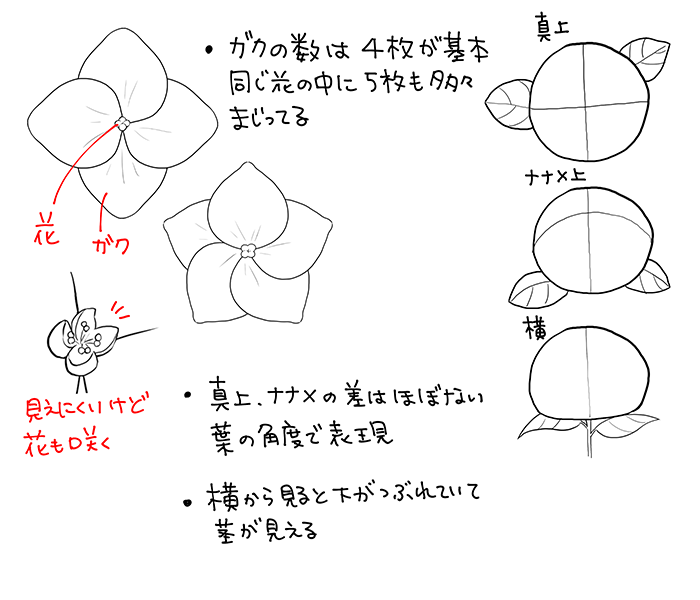 和の花 植物の描き方4選 椿 乙女椿 紫陽花 桜 いちあっぷ